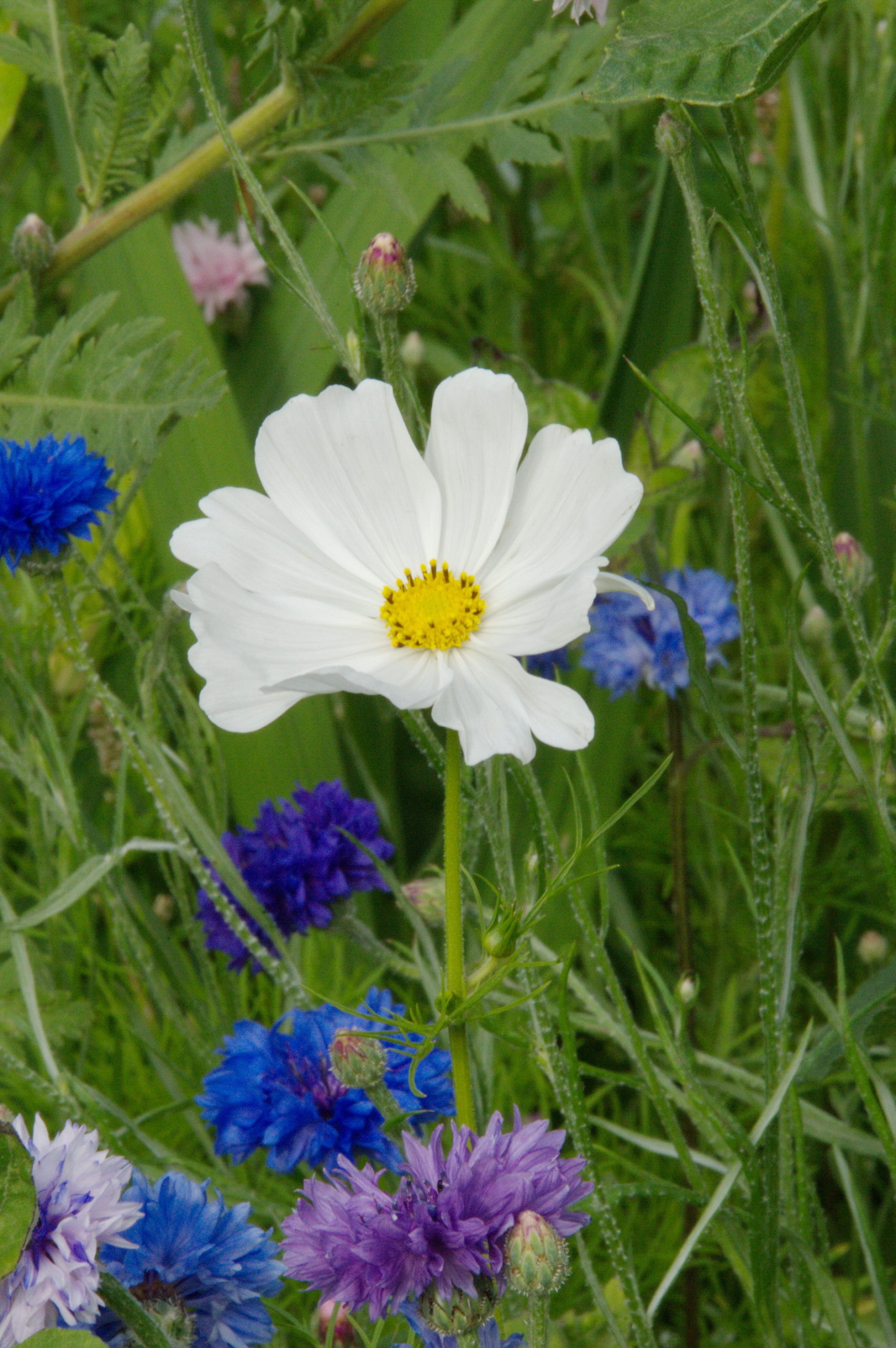 Cosmea und Kornblumen - Fotografie: Katharina Hansen-Gluschitz Cosmea und Kornblumen - Fotografie: Katharina Hansen-Gluschitz